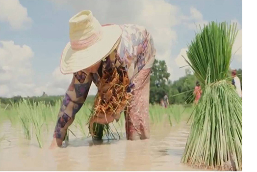 คุณค่าของเมล็ดพันธุ์ข้าว